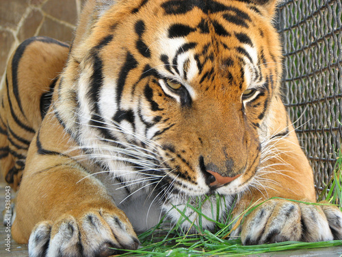 Fototapeta Naklejka Na Ścianę i Meble -  Tiger eating the grass