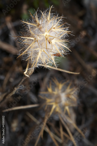 Flor silvestre seca