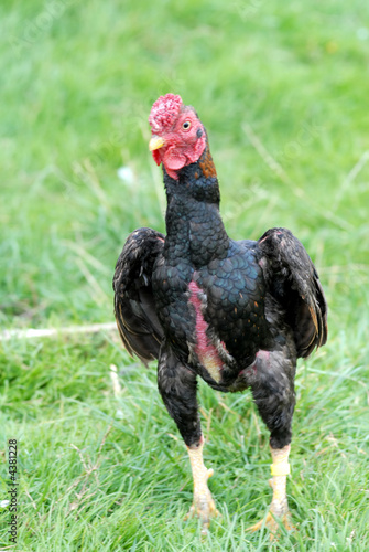 fighter cock