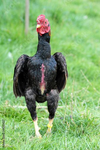 fighter rooster