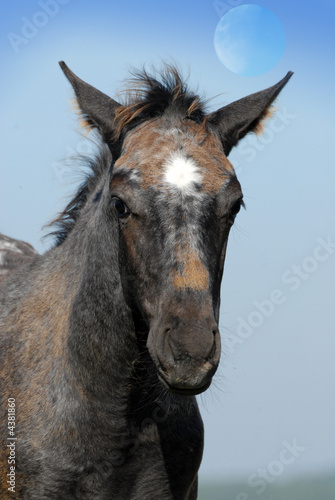 portrait de poulain appaloosa sous la lune