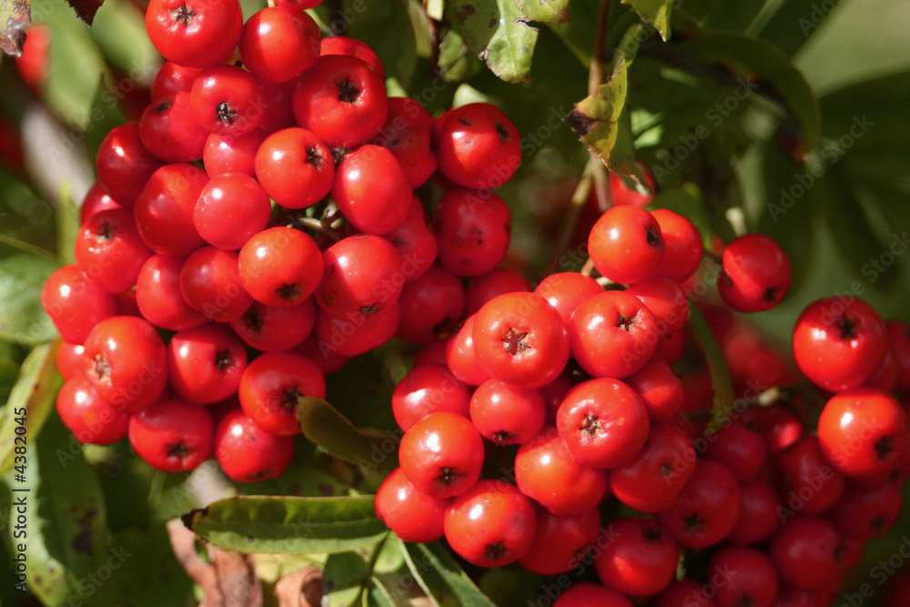 lots of berries lots of berries