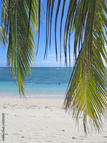 Palm leafs and blue sea from Nattes island, Nosy Boraha