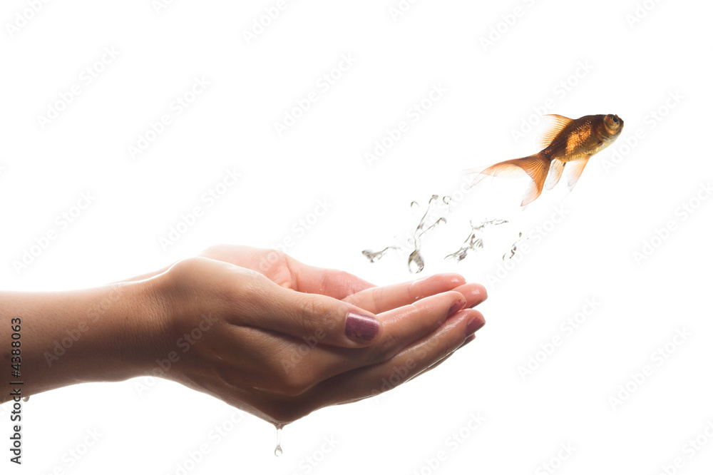 Obraz premium runaway goldfish