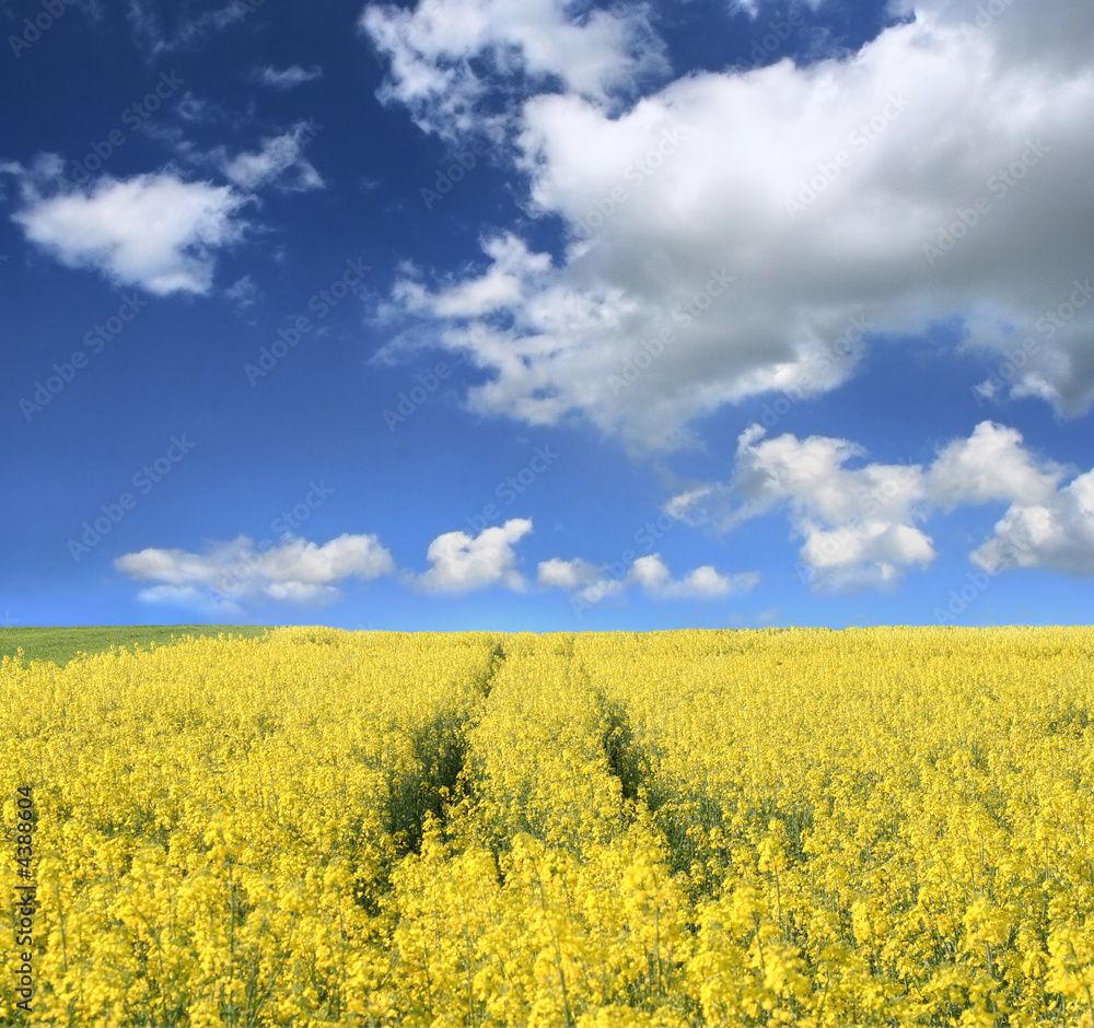 Golden field Golden field