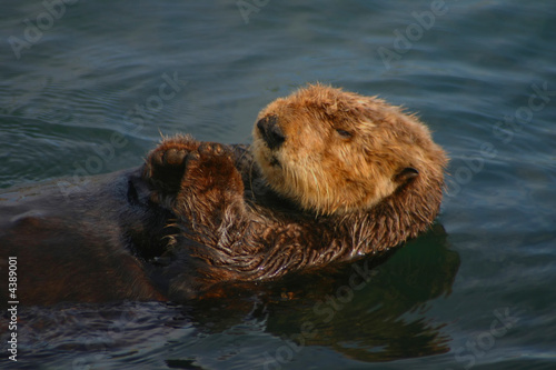 sea otter sleeping