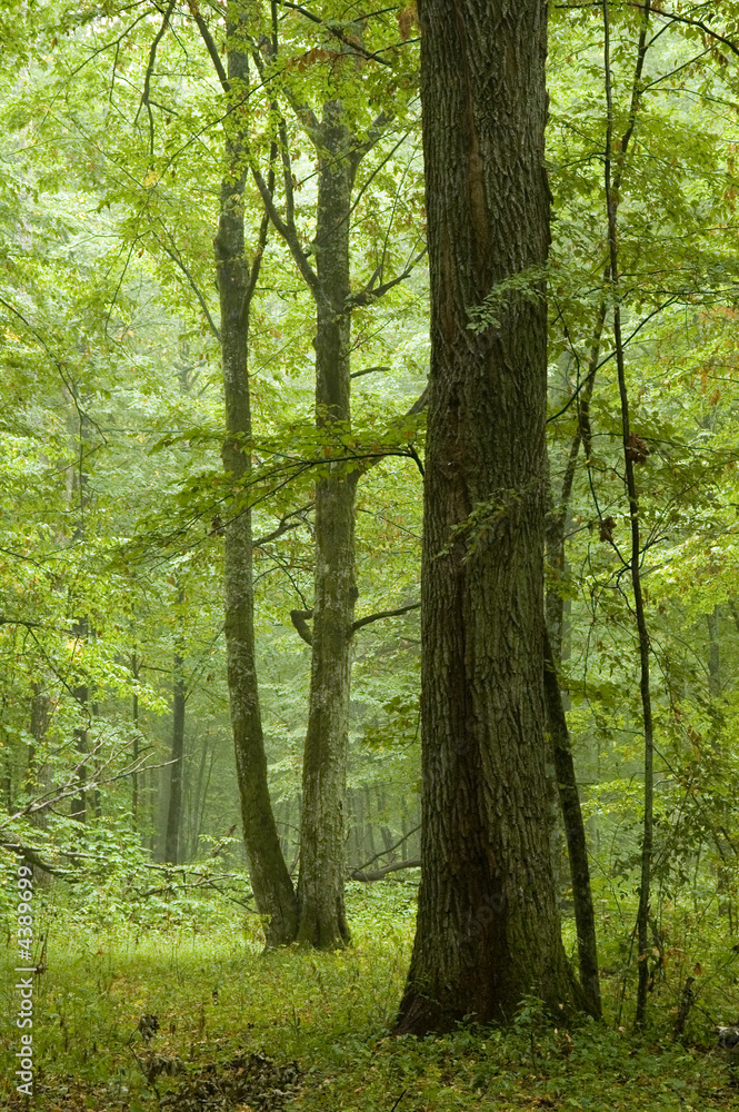 Ols oak in natural forest just after rain Ols oak in natural forest just after rain