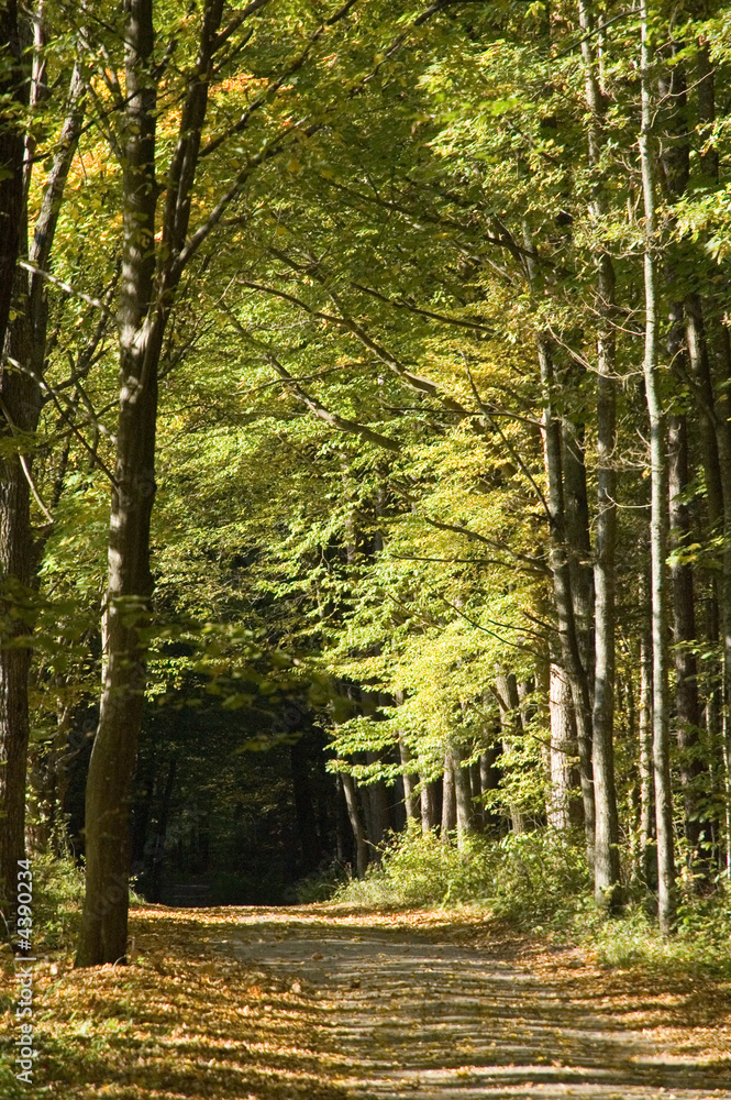 Obraz premium Autumnal ground road leading into forest
