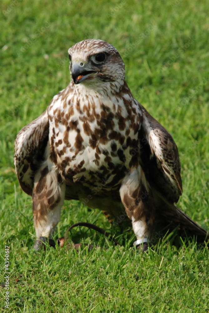 Obraz premium Vogel
