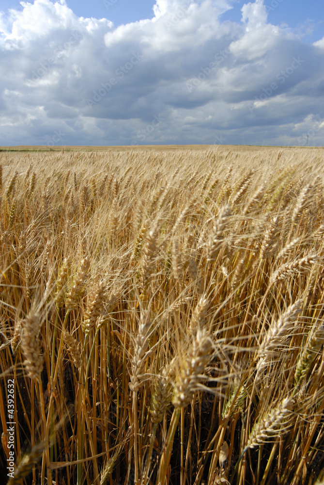 Wheat fields