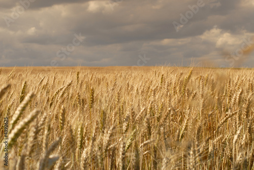 Wheat fields