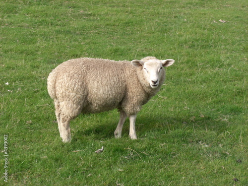 Sheep looking at me