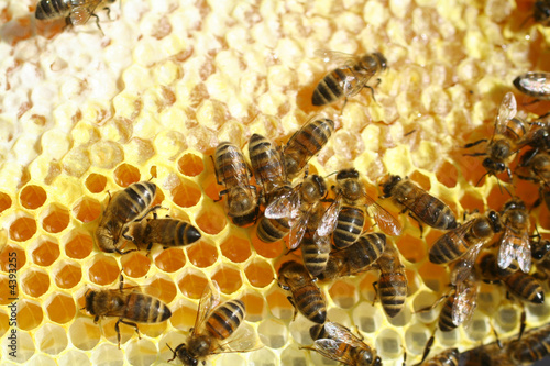 Tableau sur toile abeilles