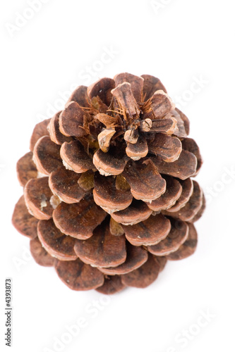 Pine Cone