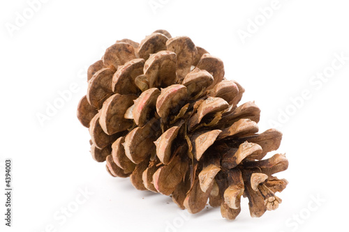 Pine Cone
