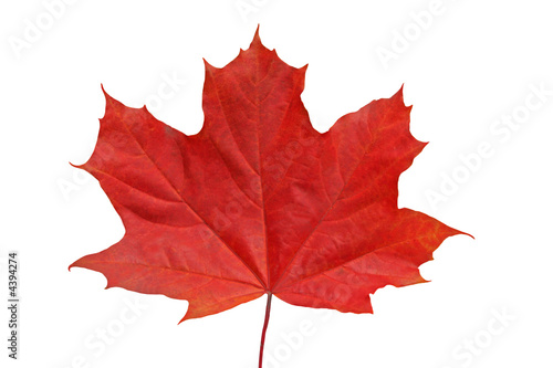 Red maple leaf.