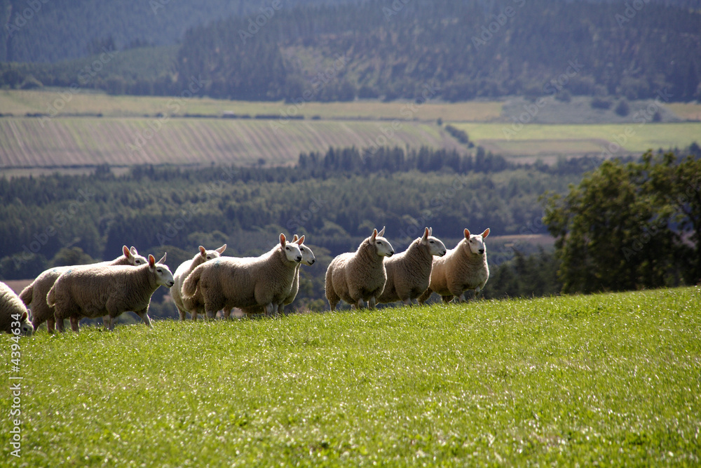 Fototapeta premium Sheep