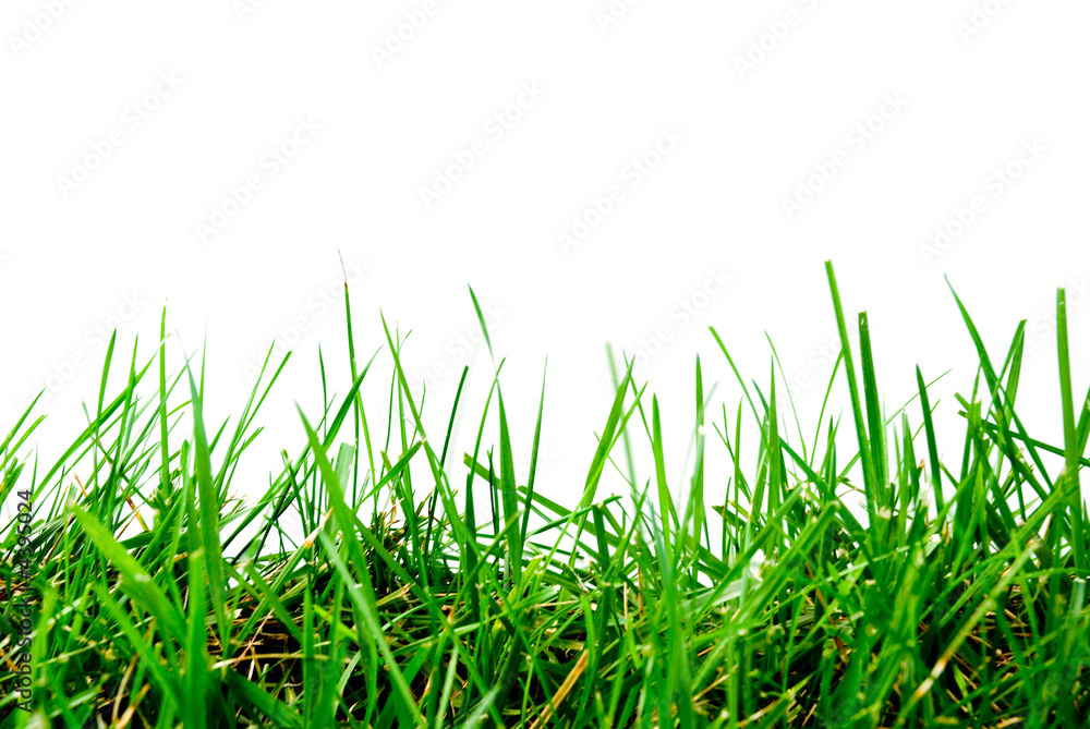 Grass Grass