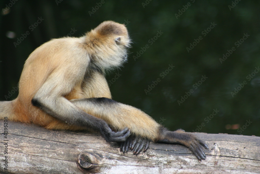 Obraz premium macaque