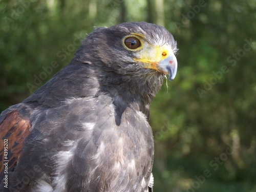 harris hawk  hunting bird of prey