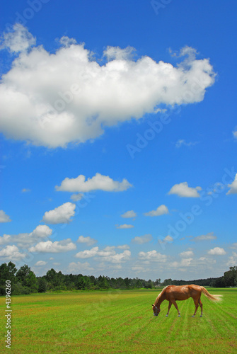 Grazing Horse in Beautiful Pasture