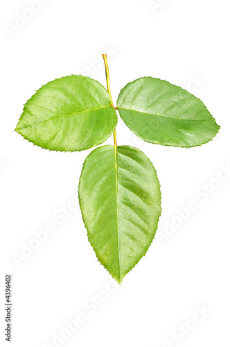 Leaves of a tree