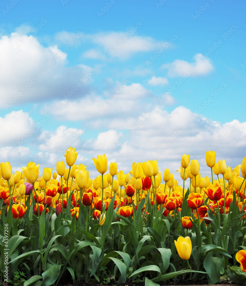 Fototapeta premium tulips