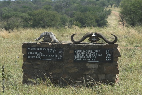 serengheti np tanzania photo