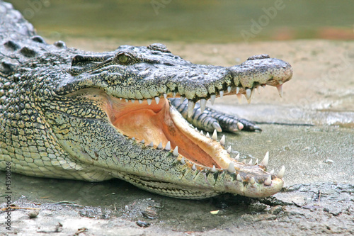 Crocodile Jaws