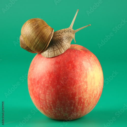 Snail on an apple on a green background. photo