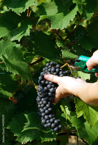 Weinlese1