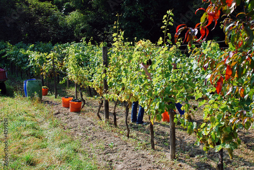 Weinlese9