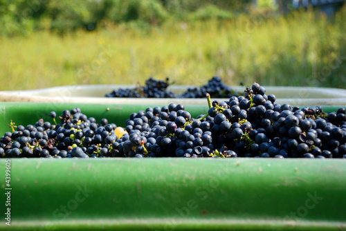 Weinlese7