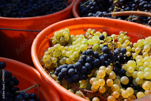 weinlese4