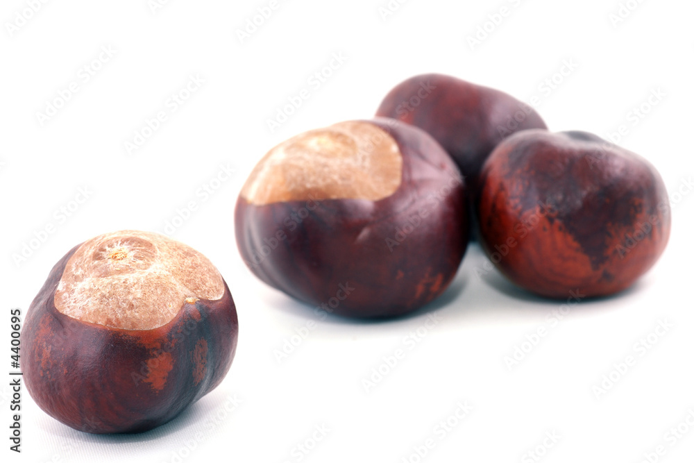 chestnut chestnut