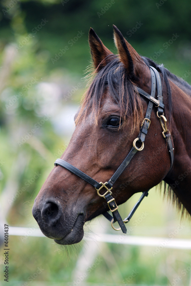 tête de cheval