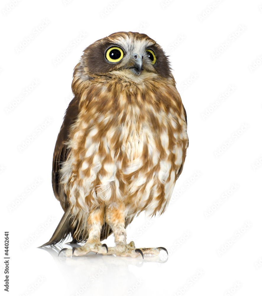 New Zealand owl New Zealand owl