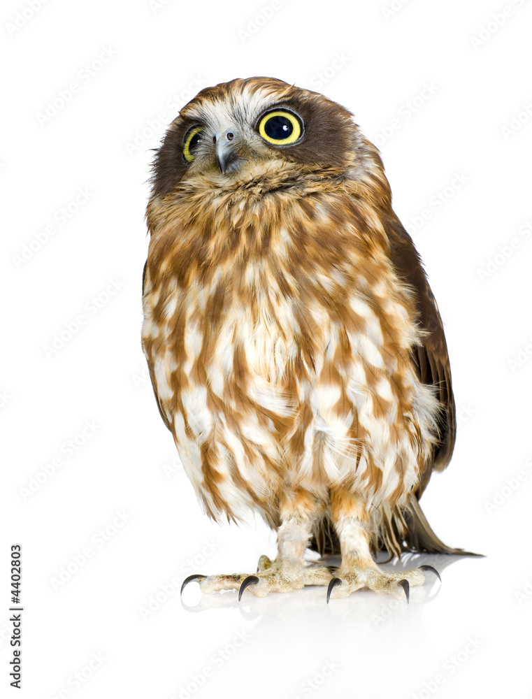 Fototapeta premium New Zealand owl