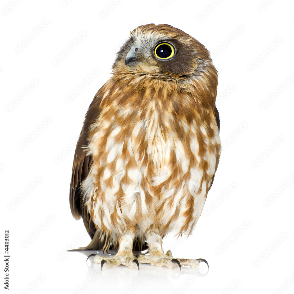 Naklejka premium New Zealand owl