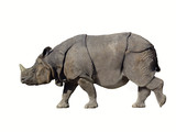 Panzernashorn Rhinoceros unicornis