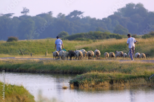 marais salant 44 moutons agriculture