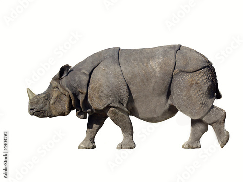 Panzernashorn Rhinoceros unicornis