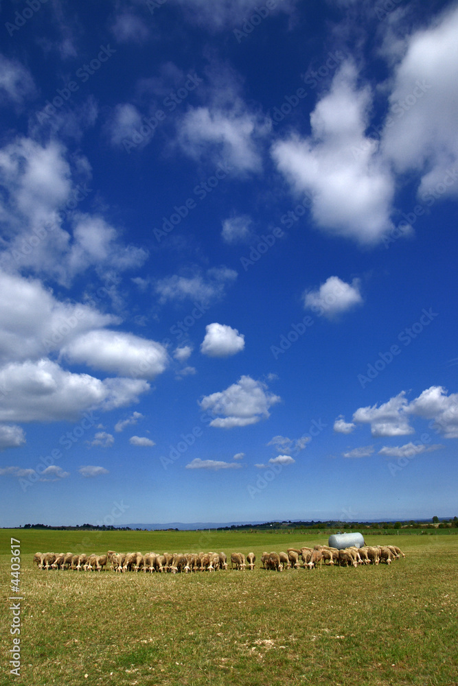 les moutons et le ciel