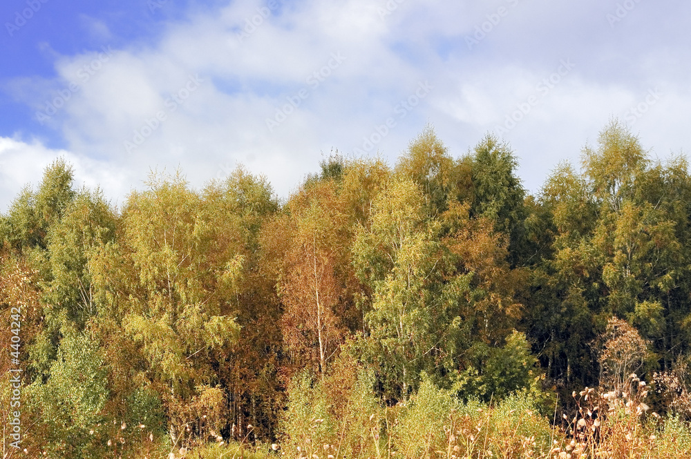 Forest