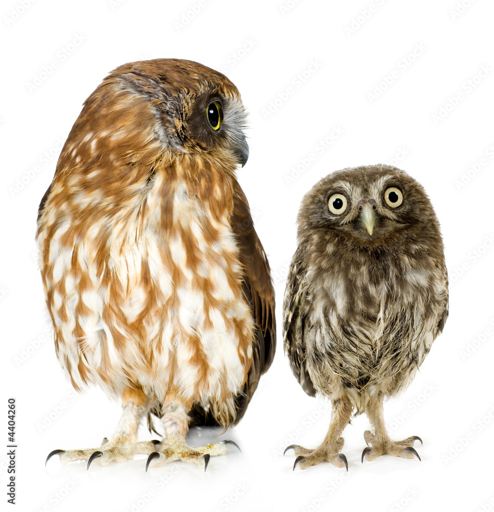 female owl and a owlet female owl and a owlet
