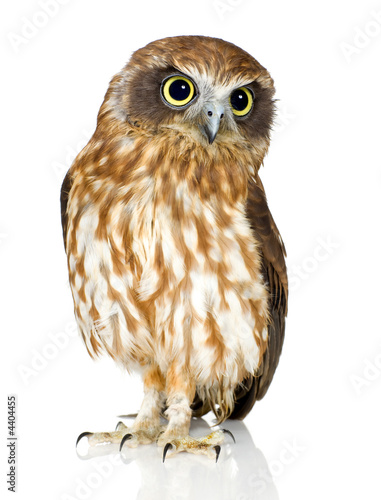 New Zealand owl photo
