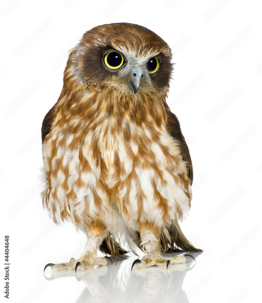 Naklejka premium New Zealand owl