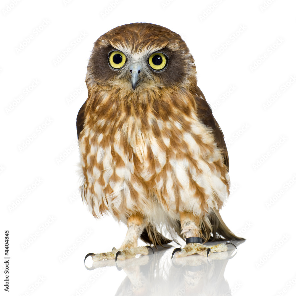 Fototapeta premium New Zealand owl