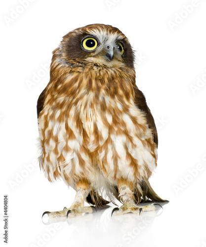 New Zealand owl