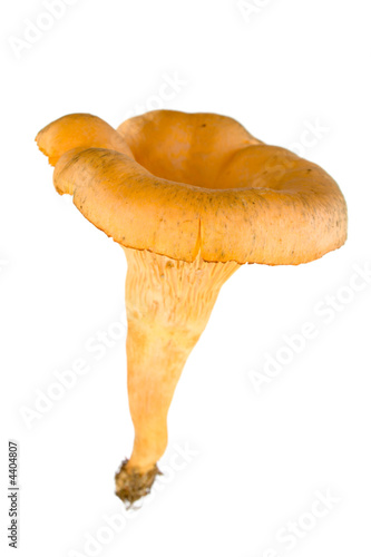 fresh beautiful chanterelle